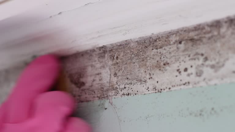 Mold Removal